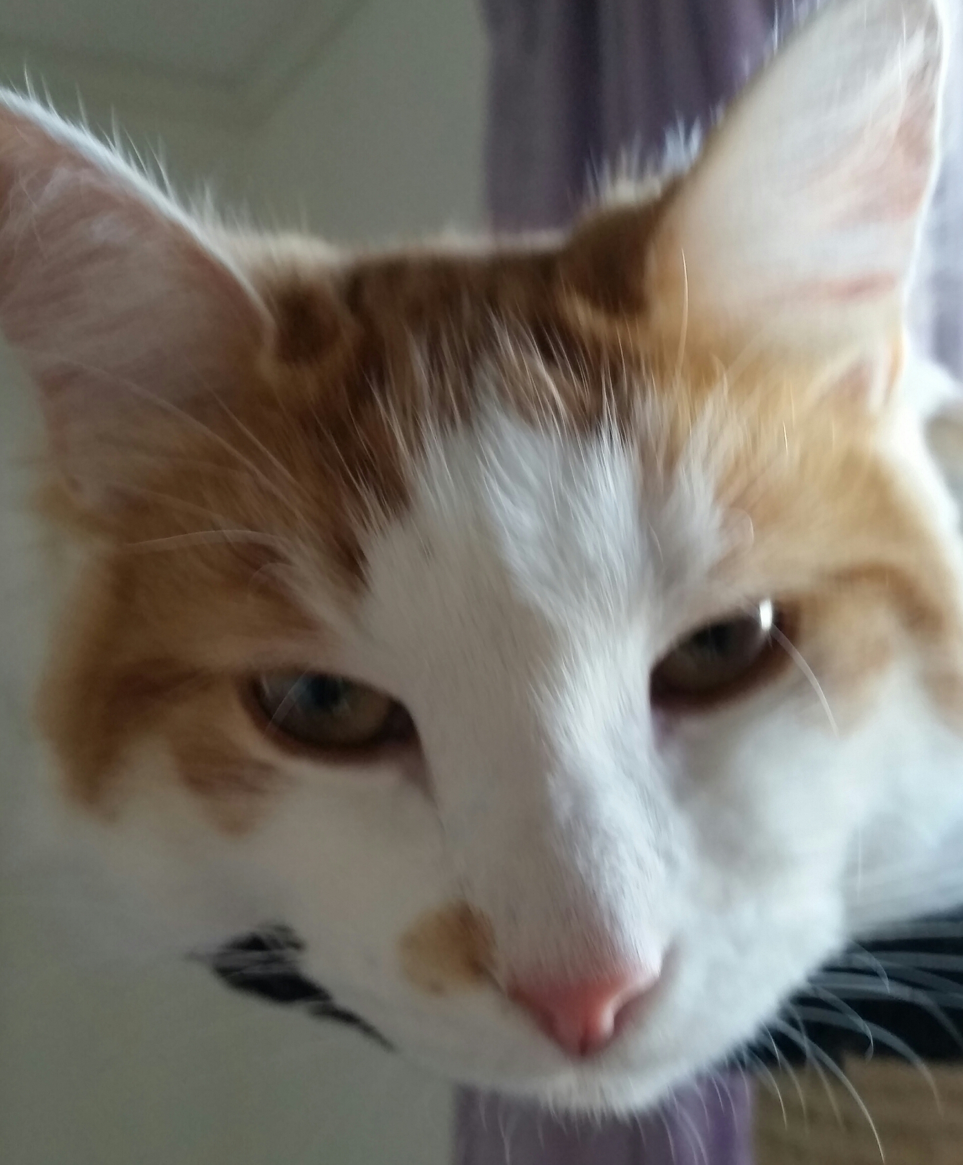 sibirisk katt Thor